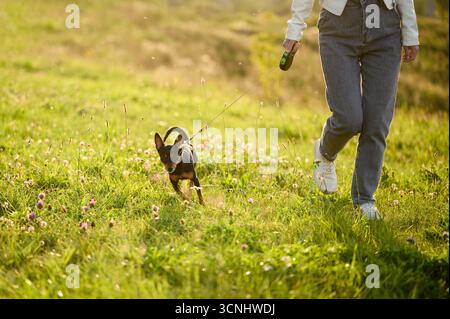 Cane che corre al guinzaglio accanto al suo proprietario nel campo al tramonto. Primo piano del proprietario atletico che cammina con un cucciolo, Russian Toy Terrier con rivestimento liscio. Uomo e cane, cane che cammina Foto Stock