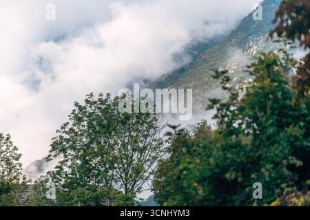 La nebbia mattutina attraversa la valle di Bohinj con alberi in primo piano e montagne che si innalzano sullo sfondo. Messa a fuoco selettiva. Foto Stock