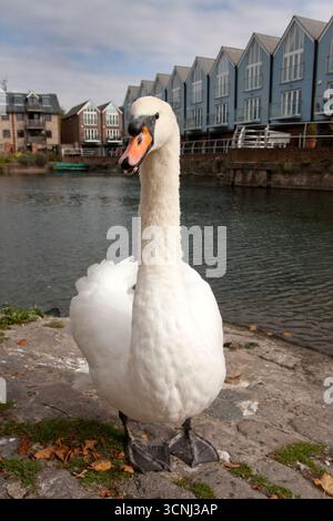 Cigno muta (cygnus olor), singolo adulto in piedi sul sentiero di Chichester Canal Basin, West Sussex, Inghilterra Foto Stock