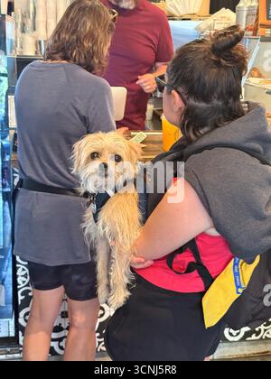 In fila per un caffè in un caffè locale nella Windsor Terrace Neifghborhood di Brooklyn, New York. Foto Stock