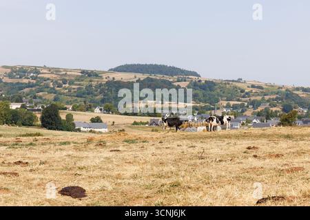 Mucche da latte che mangiano in un campo a Besse-et-Saint-Anastaise, Francia Foto Stock