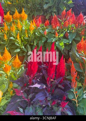 "Celusia", o più comunemente chiamato Celosia, si riferisce a un genere di piante ornamentali da fiore noto per le loro fioriture vibranti, piume o simili a pettini. Le specie più popolari includono Celosia argentea e le sue varietà, che sono spesso chiamate cockscomb o celosia plumed (o fiore di lana). Foto Stock