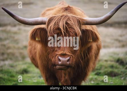 Ritratto di una mucca scozzese delle Highland con corna lunghe e pelliccia mercantile Foto Stock