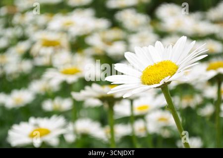 Primo piano di una margherita bianca (leucanthemum vulgare, oxeye daisy) con il campo delle margherite sullo sfondo. Foto Stock