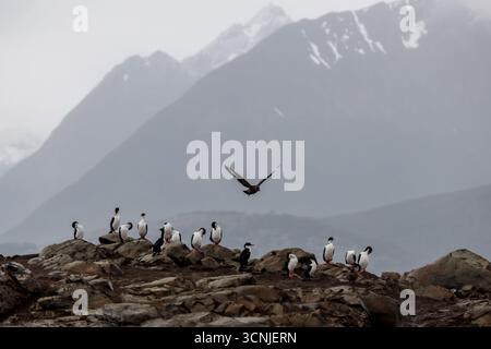 Una colonia di cormorani imperiali riposa su un'isola rocciosa mentre un uccello si innalza sopra, con le montagne marziali spolverate di neve che si innalzano sullo sfondo. Foto Stock