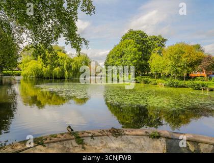 Vivace area boschiva con laghetto per la pesca a Redditch, Regno Unito. Foto Stock