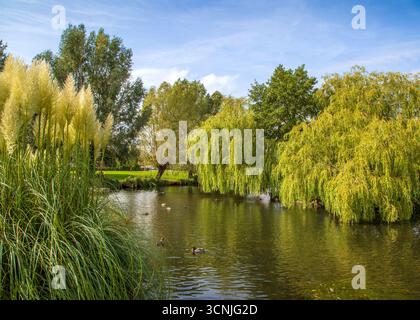 Vivace area boschiva con laghetto per la pesca a Redditch, Regno Unito. Foto Stock
