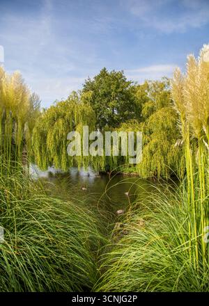 Vivace area boschiva con laghetto per la pesca a Redditch, Regno Unito. Foto Stock