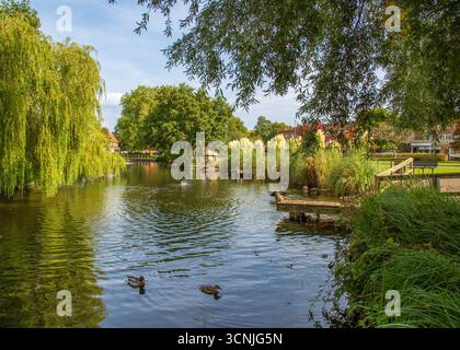 Vivace area boschiva con laghetto per la pesca a Redditch, Regno Unito. Foto Stock