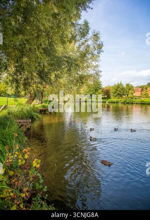 Vivace area boschiva con laghetto per la pesca a Redditch, Regno Unito. Foto Stock