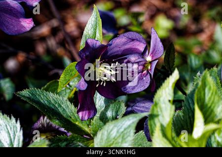 Helleborus orientalis, o rosa quaresimale, è una pianta perenne in fiore e una specie di ellebore della famiglia Buttercup, Ranunculaceae. Foto Stock