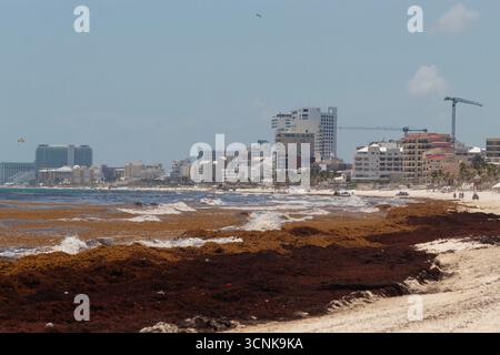 Vicino a un sacco di sargassum che si acumulano sulla spiaggia delle lucertole nella zona degli hotel a cancun, messico Foto Stock