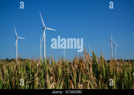 Le turbine eoliche generano energia pulita in un vasto campo di grano sotto un cielo azzurro limpido in Ontario, Canada, simboleggiando l'agricoltura sostenibile. Foto Stock