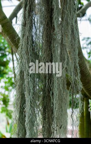 Muschio spagnolo appeso ai rami degli alberi nel giardino tropicale, primo piano di pianta epifitica verde-grigio in ambiente naturale. Foto Stock