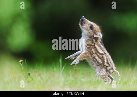Il giovane cinghiale (Sus scrofa) si erge sulle zampe posteriori Foto Stock