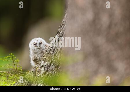 Giovanissimo gufo (Strix aluco) dettaglio ravvicinato Foto Stock