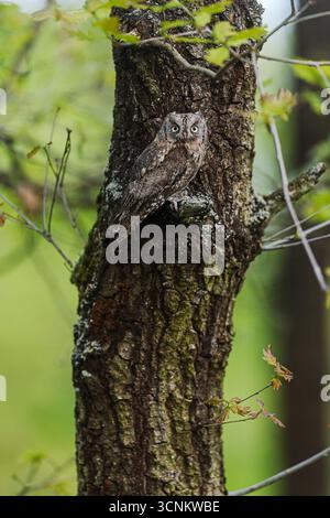 Il gufo eurasiatico (Otus scops), quasi invisibile sull'albero Foto Stock