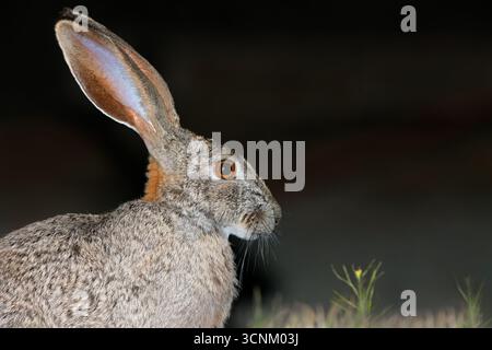 Ritratto di una lepre scrub allerta (Lepus saxatilis) durante la notte, Sudafrica Foto Stock