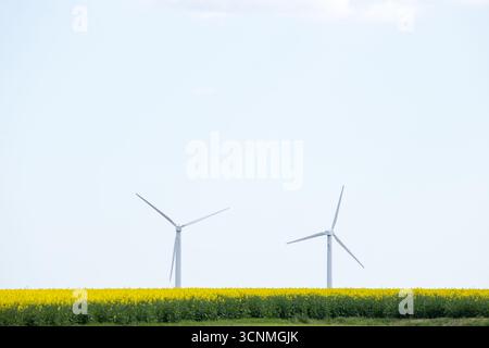 Mulini a vento in campi di colza, campo giallo con mulini a vento, energia verde in natura, generatore eolico in Danimarca Foto Stock