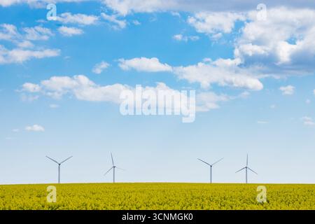 Mulini a vento in campi di colza, campo giallo con mulini a vento, energia verde in natura, generatore eolico in Danimarca Foto Stock
