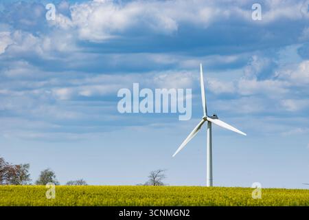 Generatore eolico in un campo di colza in estate in Danimarca, energia eolica verde in un bellissimo campo Foto Stock