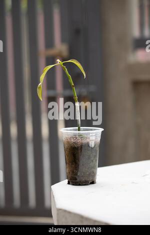 Giovane mango innestato in una tazza di plastica riciclata, che mostra la propagazione delle piante ecocompatibili, il giardinaggio sostenibile e la crescita organica per il raccolto futuro. Foto Stock
