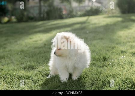 Cucciolo bianco della Pomerania in piedi sull'erba Foto Stock