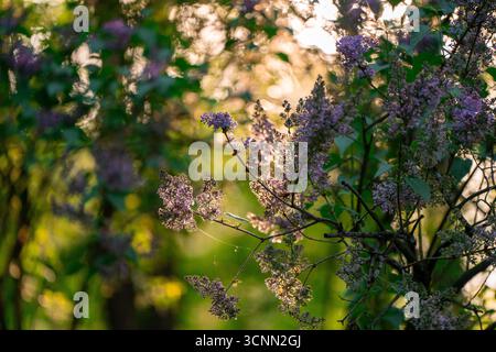 Una bellissima macchia lilla che cresce nel parco al tramonto in una giornata di sole. Natura. Messa a fuoco selettiva Foto Stock