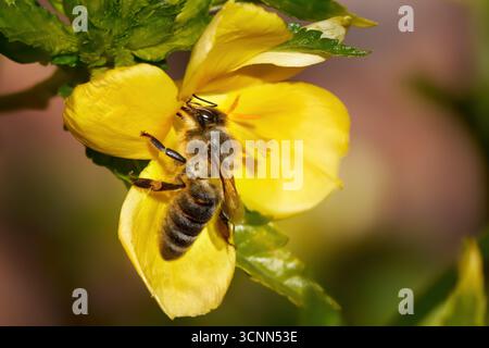 WESTERN Honey Bee (Apis mellifera) che raccoglie il polline sull'Alder giallo (Turnera ulmifolia) Foto Stock
