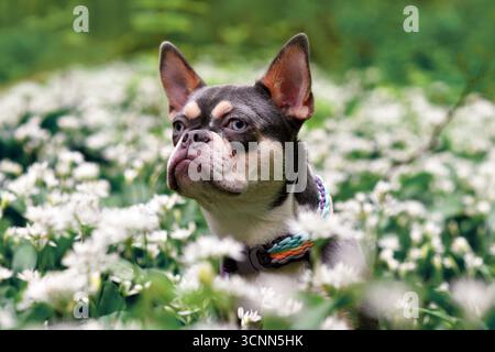 Bulldog francese con arancia lilla tra fiori bianchi all'aglio selvatico nella foresta Foto Stock