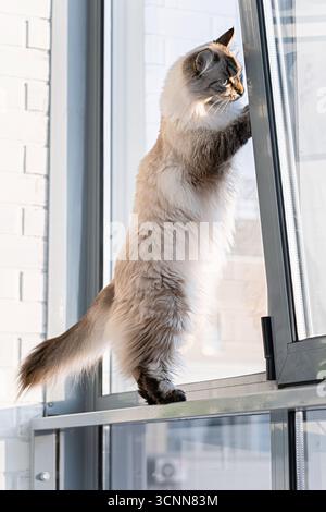 Gatto in maschera Neva con una lunga pelliccia colorata soffice in piedi sulle gambe posteriori vicino alla finestra, guardando all'esterno. Curioso felino siberiano purosangue, casa moderna, Foto Stock