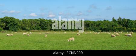 Le pecore pascolano pacificamente in un campo verde a West Cork, in Irlanda, in una giornata luminosa e soleggiata. Foto Stock