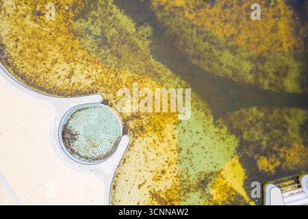 Colpo aereo di alghe in uno stagno il concetto di una texture naturale Foto Stock