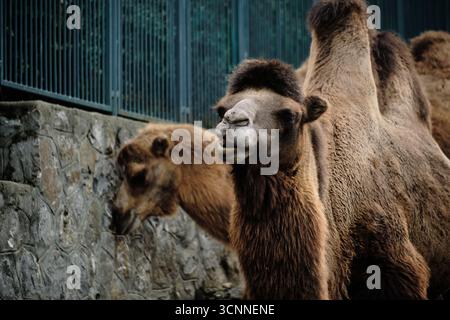 Cammelli battriani insieme nel recinto dello zoo, vista ravvicinata con pareti in pietra. Foto Stock