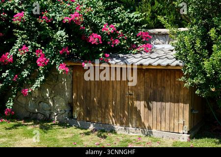 Fiori di bouganville rosa che cadono su un capannone di legno in un lussureggiante giardino verde, creando una scena pittoresca Foto Stock