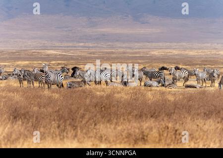 Allevamento di Zebre [zebra di pianura (Equus quagga, ex Equus burchellii)] che pascolano nelle praterie del Parco Nazionale del Tarangire, Tanzania Foto Stock