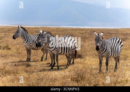 Allevamento di Zebre [zebra di pianura (Equus quagga, ex Equus burchellii)] che pascolano nelle praterie del Parco Nazionale del Tarangire, Tanzania Foto Stock