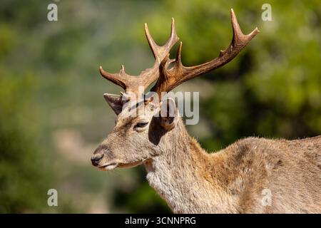 primo piano di un cervo maledetto mesopotamico (Dama mesopotamica) fotografato nella foresta del Carmelo israeliano. Questo è un nucleo di impanatura in fase di preparazione Foto Stock