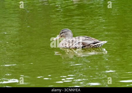 D'estate nuota su uno stagno Foto Stock