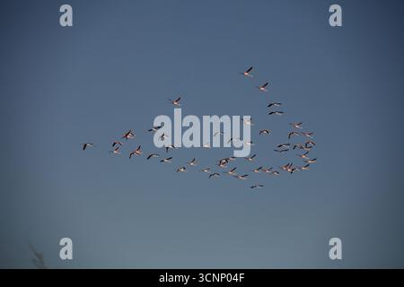 Il grande fenicottero, un uccello da guado, della famiglia Phoenicopteridae, un gregge di fenicotteri volano via da un serbatoio d'acqua a Kibbutz Nachsholim Foto Stock