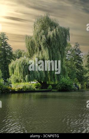 Un potente salice piangente sorge sulle rive di un fiume tranquillo sotto un cielo spettacolare. La natura si riflette nell'acqua, creando un'atmosfera tranquilla Foto Stock