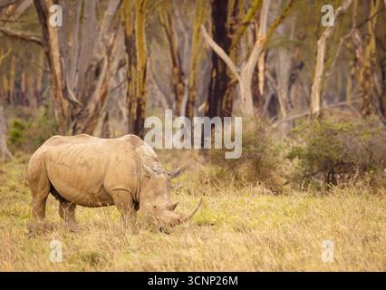 Rinoceronte bianco (Ceratotherium simum), Parco Nazionale del Lago Nakuru, Kenya, Africa. Foto Stock