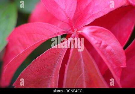 primo piano della pianta rossa del superriduttore della virginia in un giardino inglese, norfolk, inghilterra Foto Stock