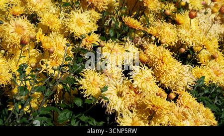 I lussureggianti fiori gialli si estendono verso il sole, creando una scena allegra e vivace. Foto Stock