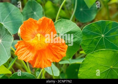 Primo piano di Bright Orange Nasturtium Flower Foto Stock