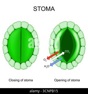 Funzione di uno stoma. Pori nell'epidermide delle foglie. pori delle foglie e respirazione delle piante. Illustrazione vettoriale Illustrazione Vettoriale