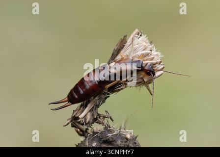 Orecchino comune, Forficula auricularia seduta su fiorifero secco. Nel prato. Profilo, primo piano. Isolato su sfondo chiaro. Beckov, Slovacchia Foto Stock