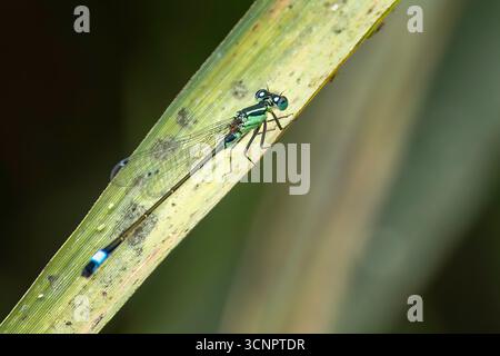 Dragonfly seduto su Una foglia nella natura Foto Stock
