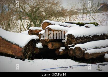 Mucchio di tronchi tagliati ricoperti di neve, silvicoltura in inverno. Foto Stock