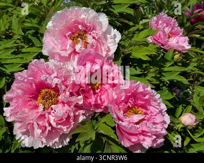 Fiori rosa dell'albero di peonia nel giardino. Foto Stock